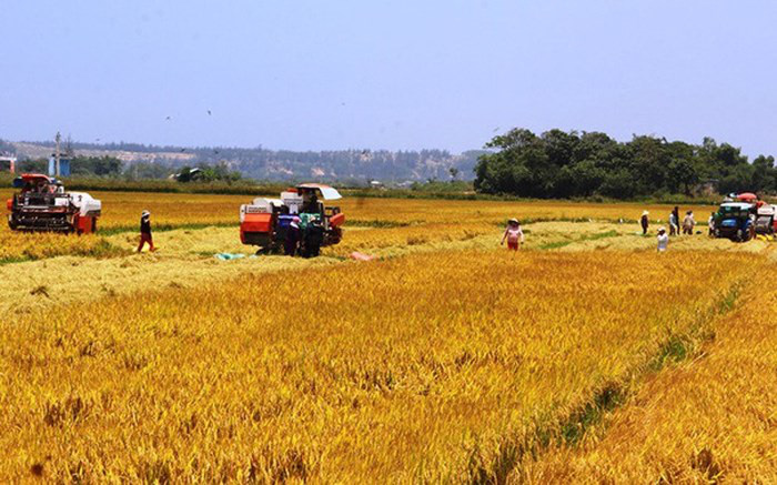 Bội thu vụ đông xuân, đề nghị cho xuất gạo trở lại - Ảnh 1.