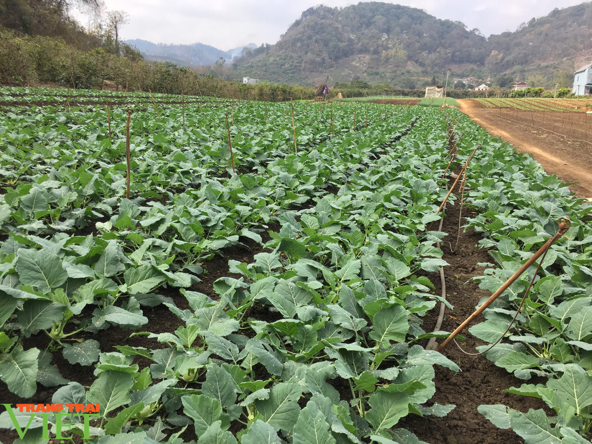 Nông thôn Mai Sơn- Sơn La: Từ nông thôn miền núi nghèo trở thành những vùng quê đáng sống - Ảnh 5. Nông thôn Mai Sơn- Sơn La: Từ nông thôn miền núi nghèo trở thành những vùng quê đáng sống - Ảnh 5.
