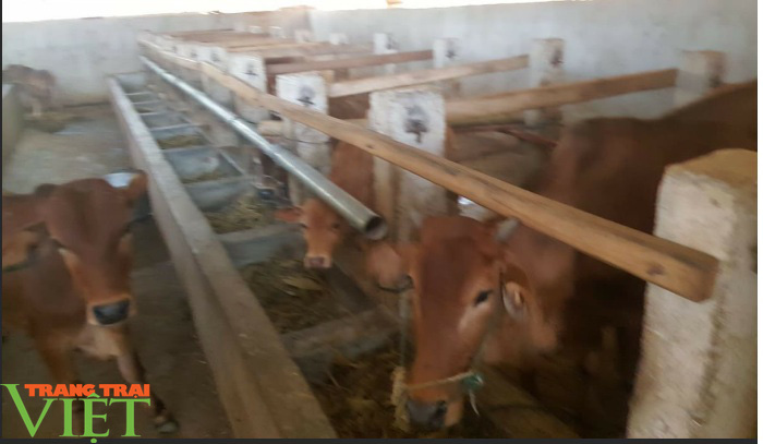 Nông thôn Mai Sơn- Sơn La: Từ nông thôn miền núi nghèo trở thành những vùng quê đáng sống - Ảnh 7. Nông thôn Mai Sơn- Sơn La: Từ nông thôn miền núi nghèo trở thành những vùng quê đáng sống - Ảnh 7.