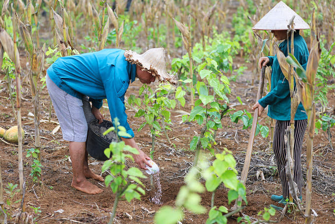Nông dân Lạng Sơn "biến" rau dại trên núi thành rau đặc sản nức tiếng - Ảnh 2. Nông dân Lạng Sơn "biến" rau dại trên núi thành rau đặc sản nức tiếng - Ảnh 2.