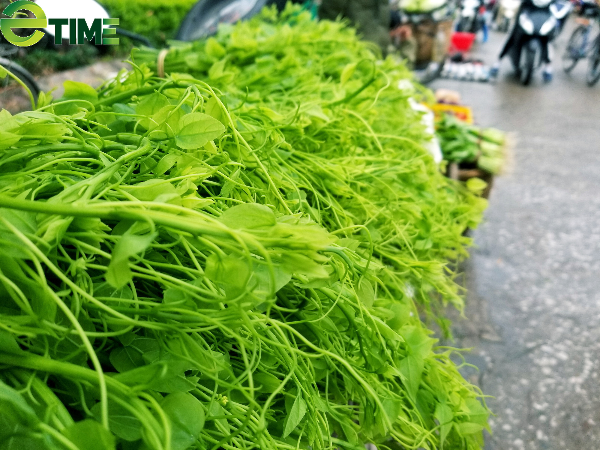 Nông dân Lạng Sơn "biến" rau dại trên núi thành rau đặc sản nức tiếng - Ảnh 1. Nông dân Lạng Sơn "biến" rau dại trên núi thành rau đặc sản nức tiếng - Ảnh 1.