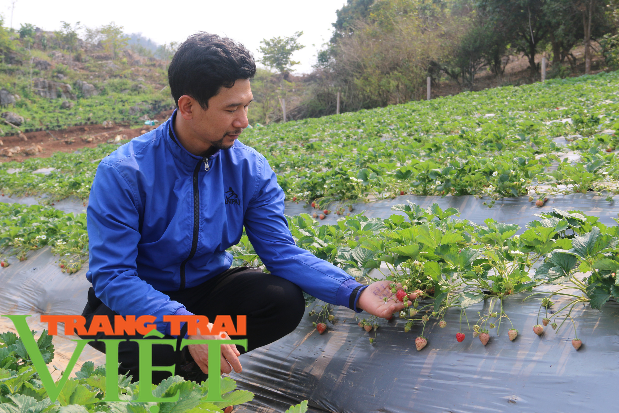 Mộc Châu phát triển nông nghiệp hữu cơ, hướng đi bền vững cho nông dân - Ảnh 1. Mộc Châu phát triển nông nghiệp hữu cơ, hướng đi bền vững cho nông dân - Ảnh 1.