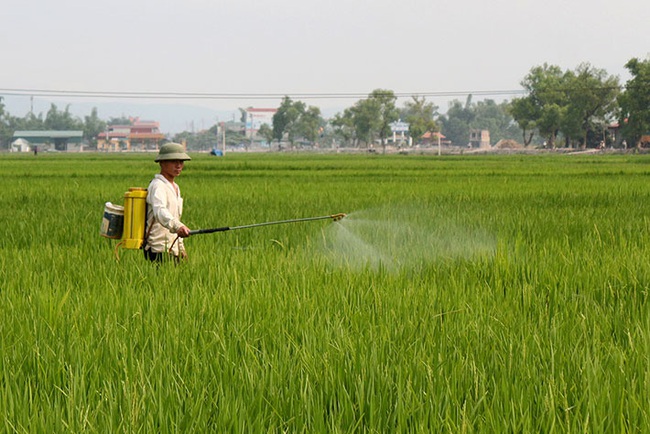 Sâu bệnh hại lúa Đông Xuân tăng cao, Bộ NN&PTNT họp trực tuyến để phòng ngừa - Ảnh 1.