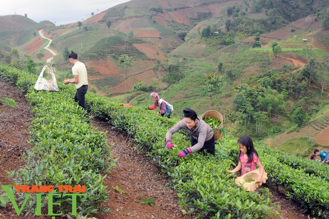 Chùm ảnh: Nông dân Sơn La thi đua làm theo lời Bác - Ảnh 1.