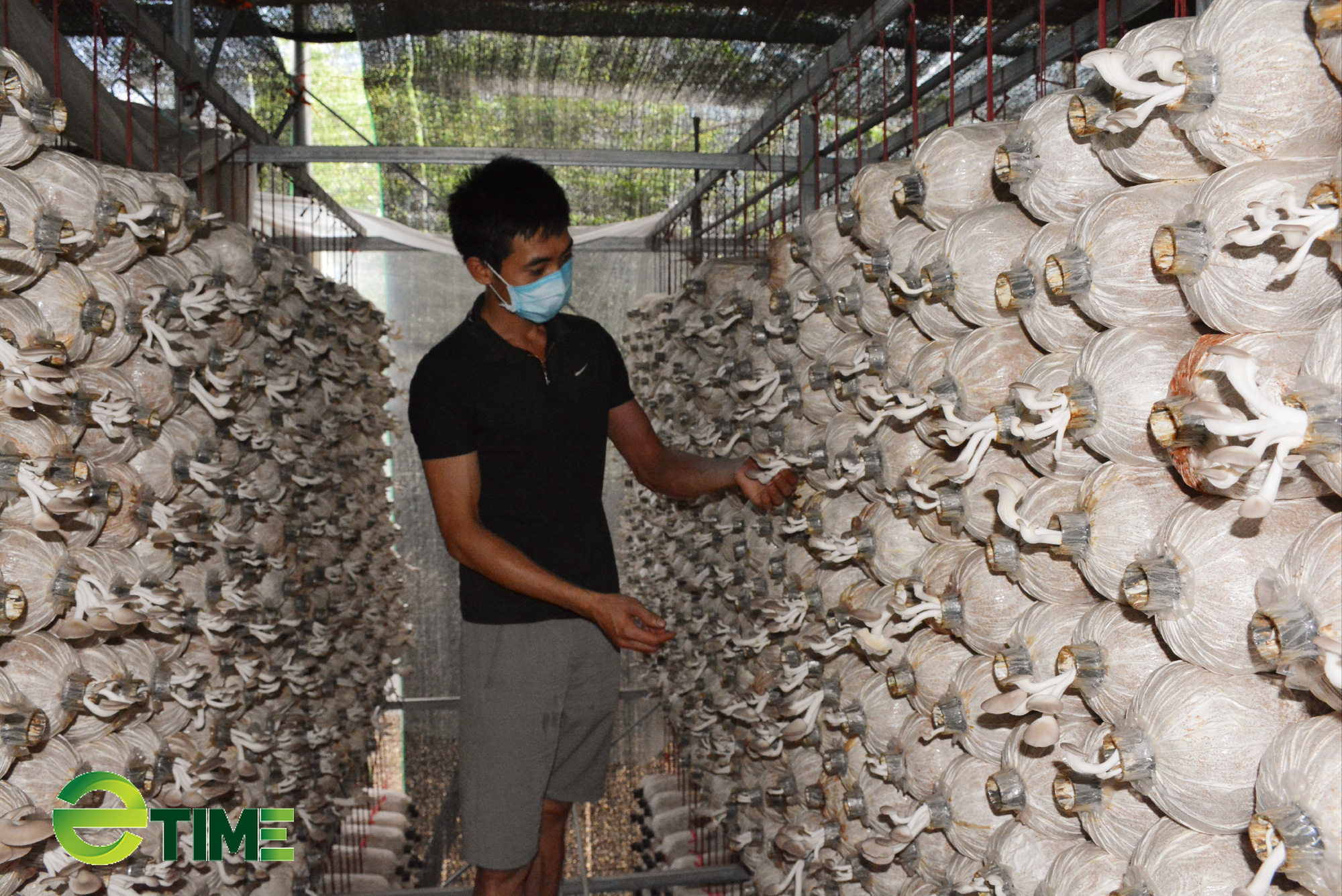 9X xứ Lạng khởi nghiệp với mô hình trồng nấm - Ảnh 2. 9X xứ Lạng khởi nghiệp với mô hình trồng nấm - Ảnh 2.