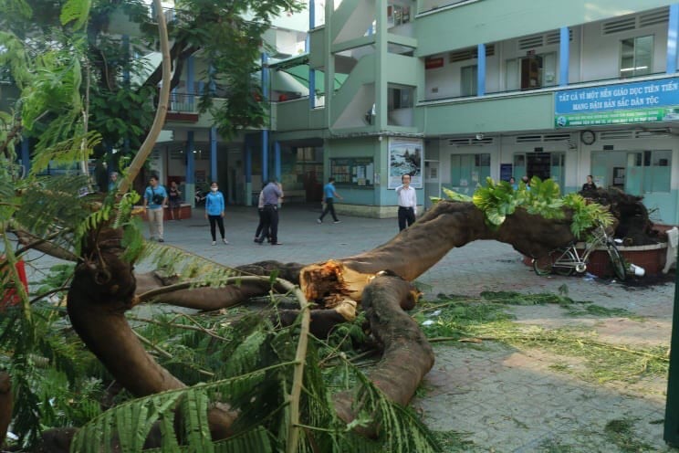 Vụ cây phượng bật gốc: Đã có học sinh tử vong - Ảnh 1.