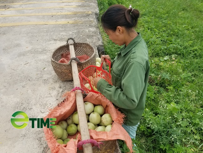 Lạng Sơn: Dân khóc ròng vì vụ dưa lê mất mùa - Ảnh 5.