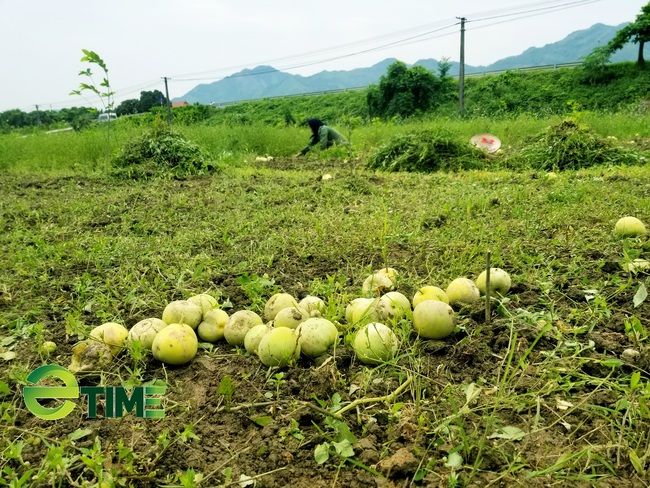 Lạng Sơn: Dân khóc ròng vì vụ dưa lê mất mùa - Ảnh 4.