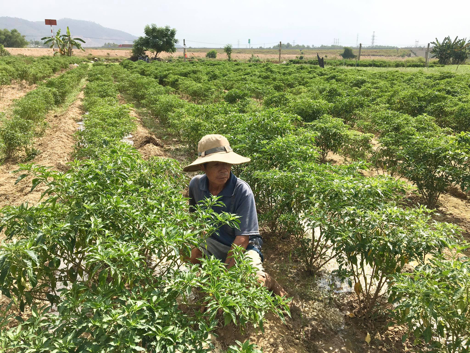 Đà Nẵng: Ớt Bồ Bản rớt giá thảm nông dân lao đao - Ảnh 1.