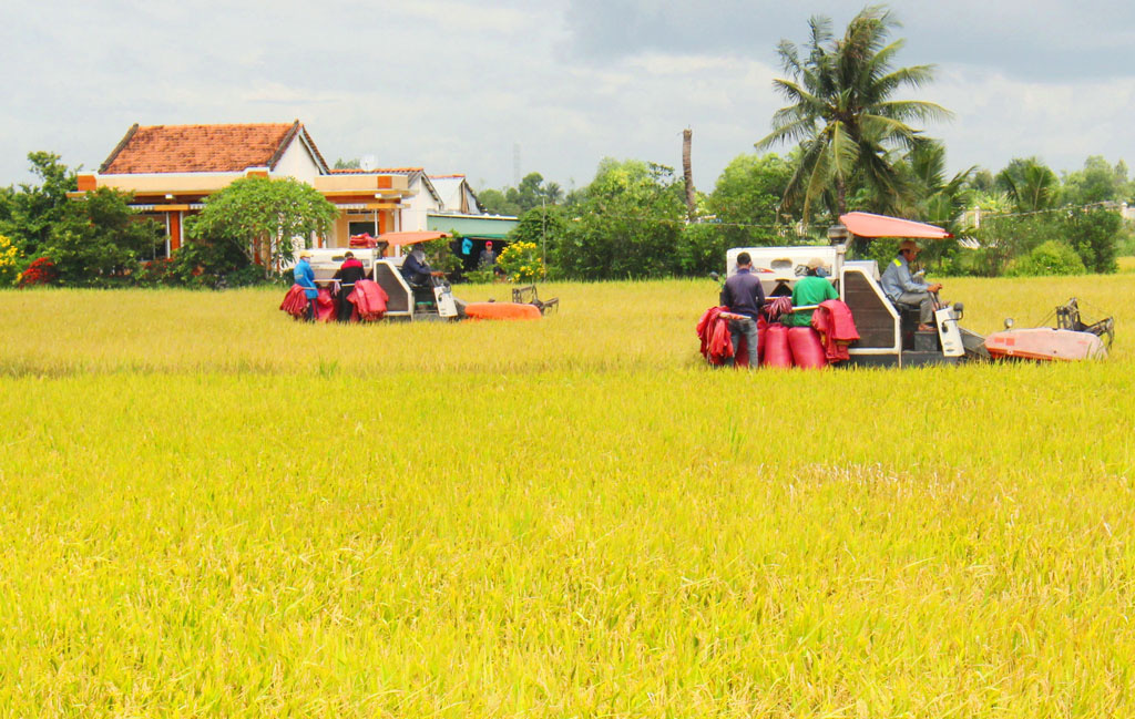 Bất chấp hạn, mặn, vụ lúa đông xuân vẫn cho năng suất cao - Ảnh 1. Bất chấp hạn, mặn, vụ lúa đông xuân vẫn cho năng suất cao - Ảnh 1.