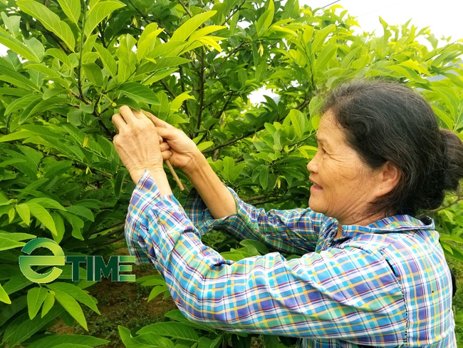 Nhờ cách làm này mà nông dân nơi thủ phủ Na xứ Lạng hái quả mỏi tay - Ảnh 1.