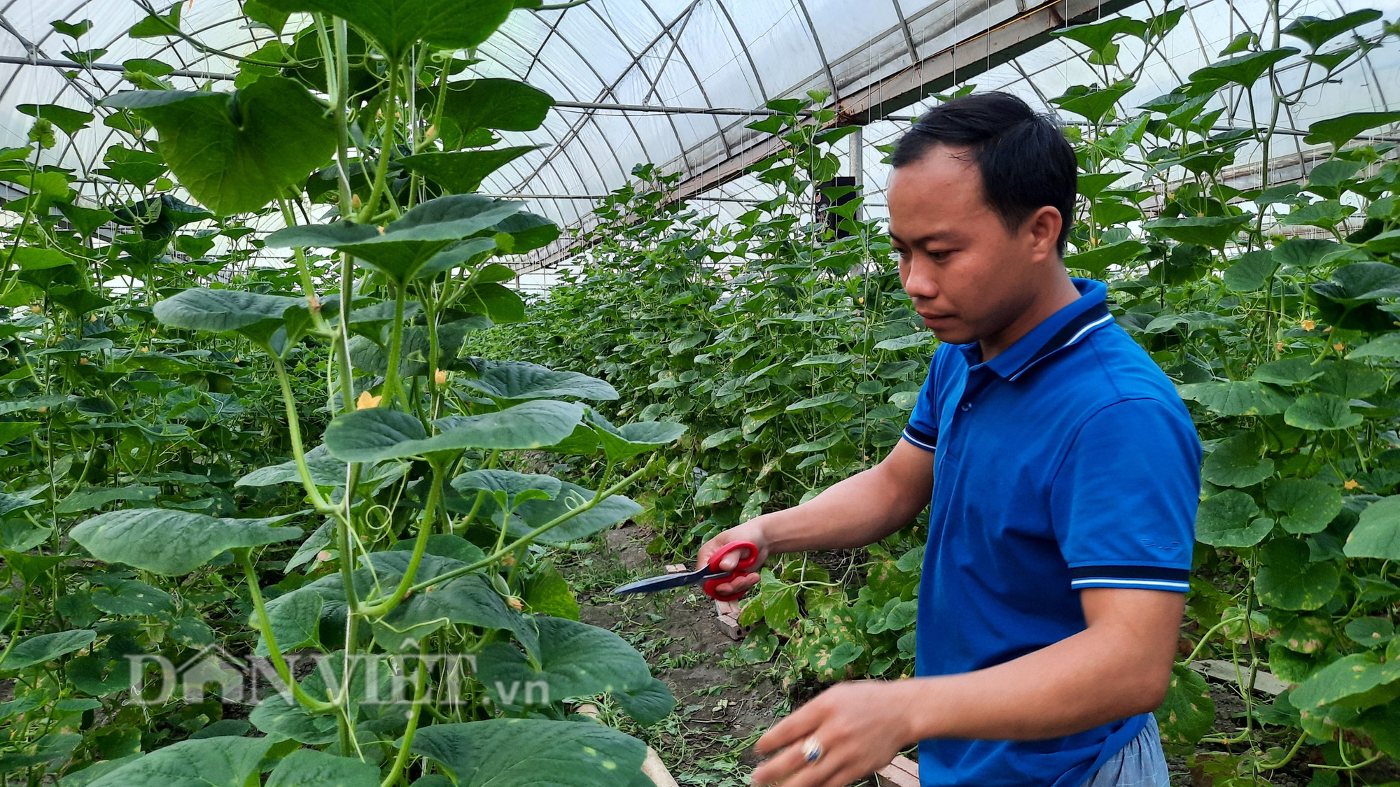 Yên Bái: Thạc sỹ trẻ làm nhà lưới trồng dưa Hàn Quốc đem lại hiệu quả kinh tế cao - Ảnh 4.