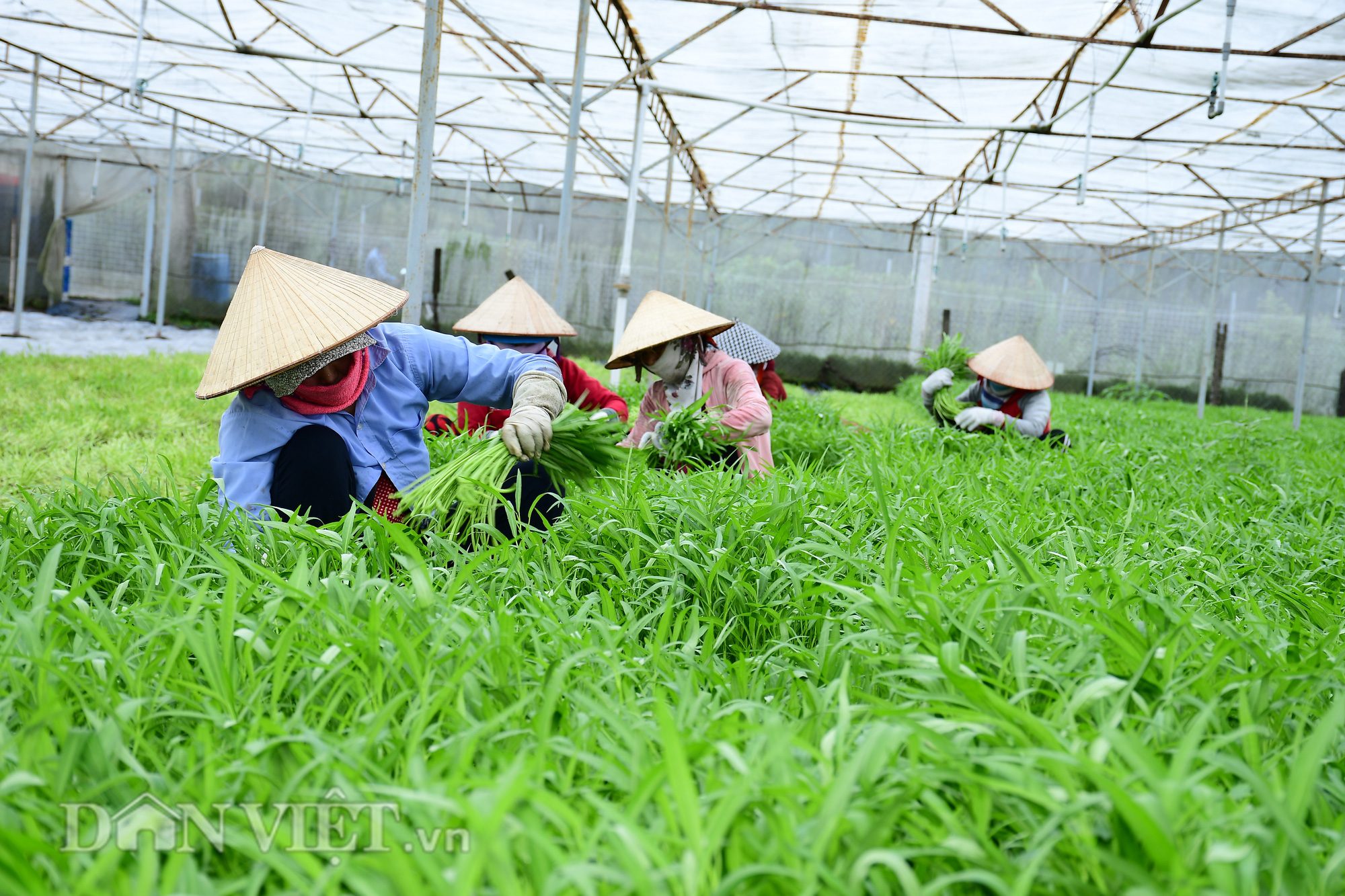 Tổng cục Hải quan chỉ đạo nóng vụ 20 doanh nghiệp nhập khẩu hạt giống kêu cứu - Ảnh 1.