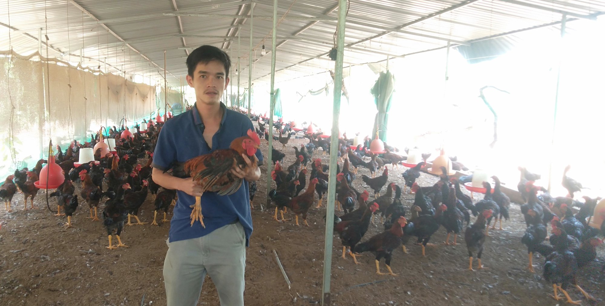 Gà nuôi không thịt, nông dân tố, doanh nghiệp cung giống biệt tăm - Ảnh 1. Gà nuôi không thịt, nông dân tố, doanh nghiệp cung giống biệt tăm - Ảnh 1.