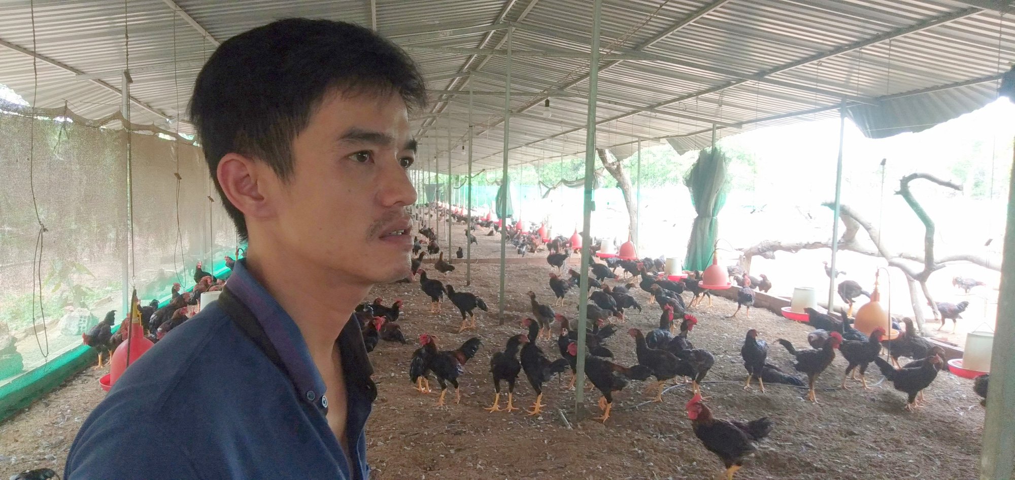 Gà nuôi không thịt, nông dân tố, doanh nghiệp cung giống biệt tăm - Ảnh 2. Gà nuôi không thịt, nông dân tố, doanh nghiệp cung giống biệt tăm - Ảnh 2.