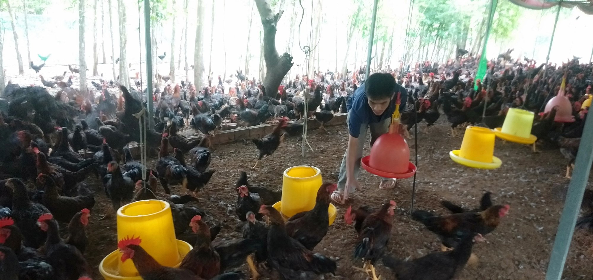 Gà nuôi không thịt, nông dân tố, doanh nghiệp cung giống biệt tăm - Ảnh 3. Gà nuôi không thịt, nông dân tố, doanh nghiệp cung giống biệt tăm - Ảnh 3.