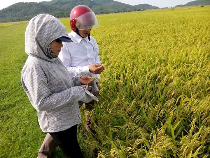 (Báo giấy) Bội thu lúa vụ xuân nhờ  “trợ lực” từ phân bón Lâm Thao - Ảnh 1.