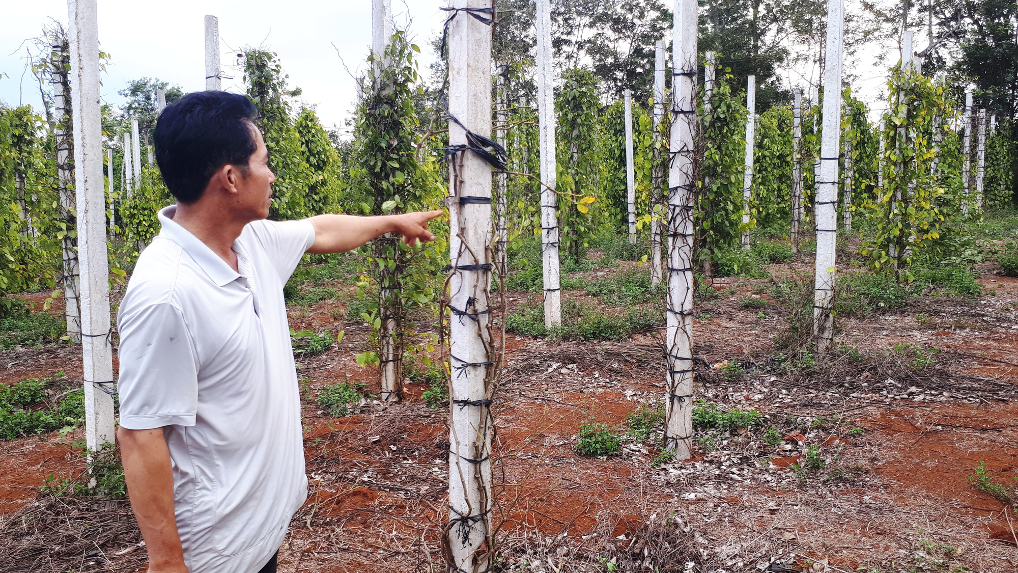 Nông dân khuynh gia bại sản do sập bẫy phân bón &quot;dởm&quot; - Ảnh 3.