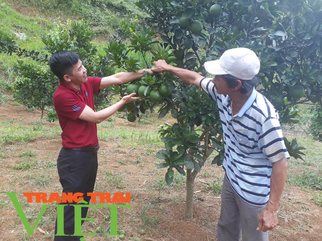 Thành phố Lai Châu phát triển cây ăn quả - Ảnh 1. Thành phố Lai Châu phát triển cây ăn quả - Ảnh 1.