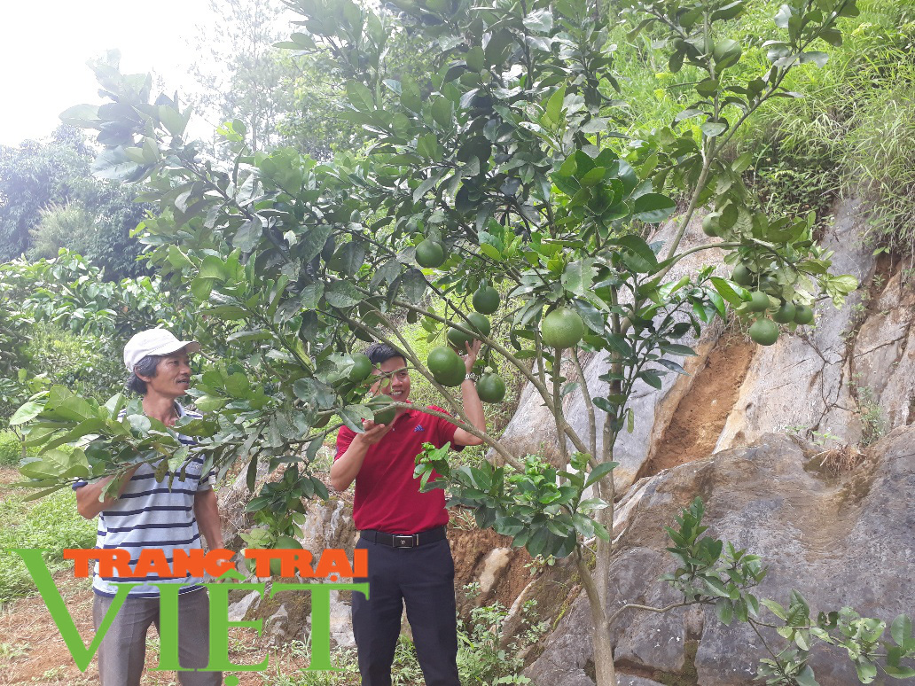 Thành phố Lai Châu phát triển cây ăn quả - Ảnh 2. Thành phố Lai Châu phát triển cây ăn quả - Ảnh 2.
