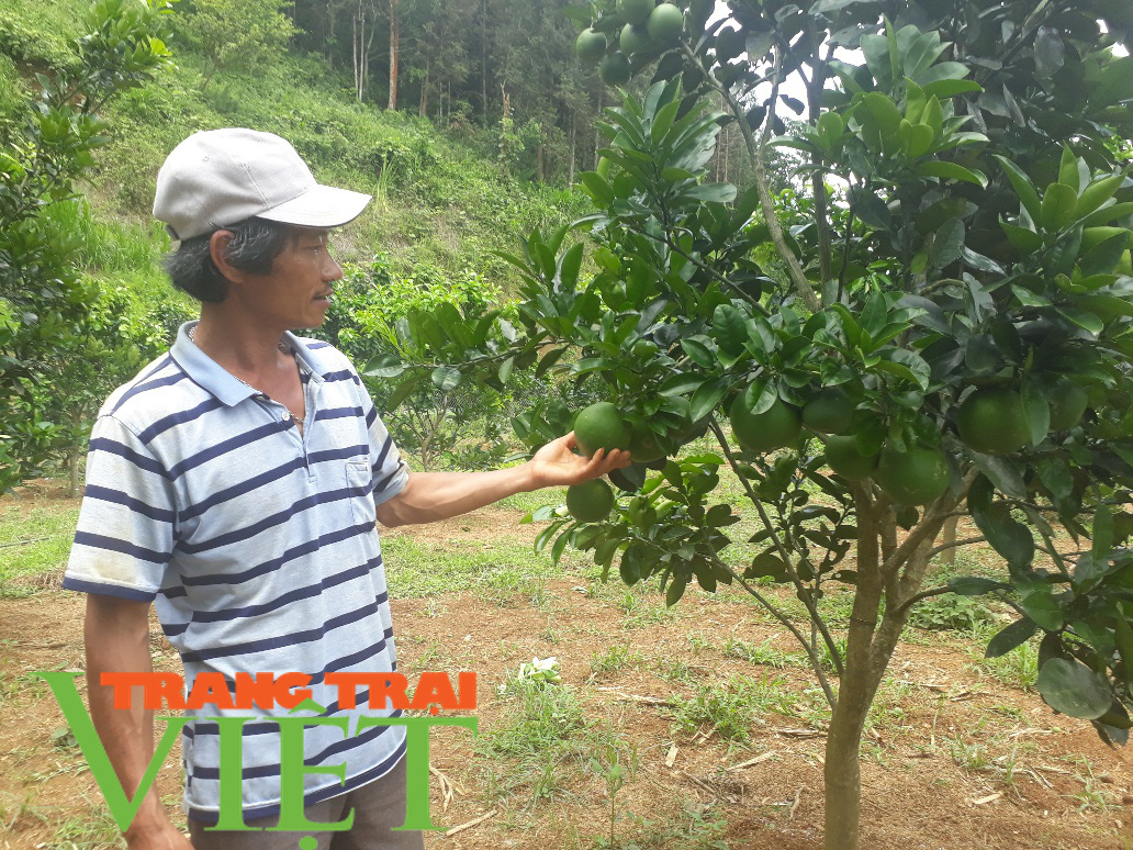 Thành phố Lai Châu phát triển cây ăn quả - Ảnh 3. Thành phố Lai Châu phát triển cây ăn quả - Ảnh 3.
