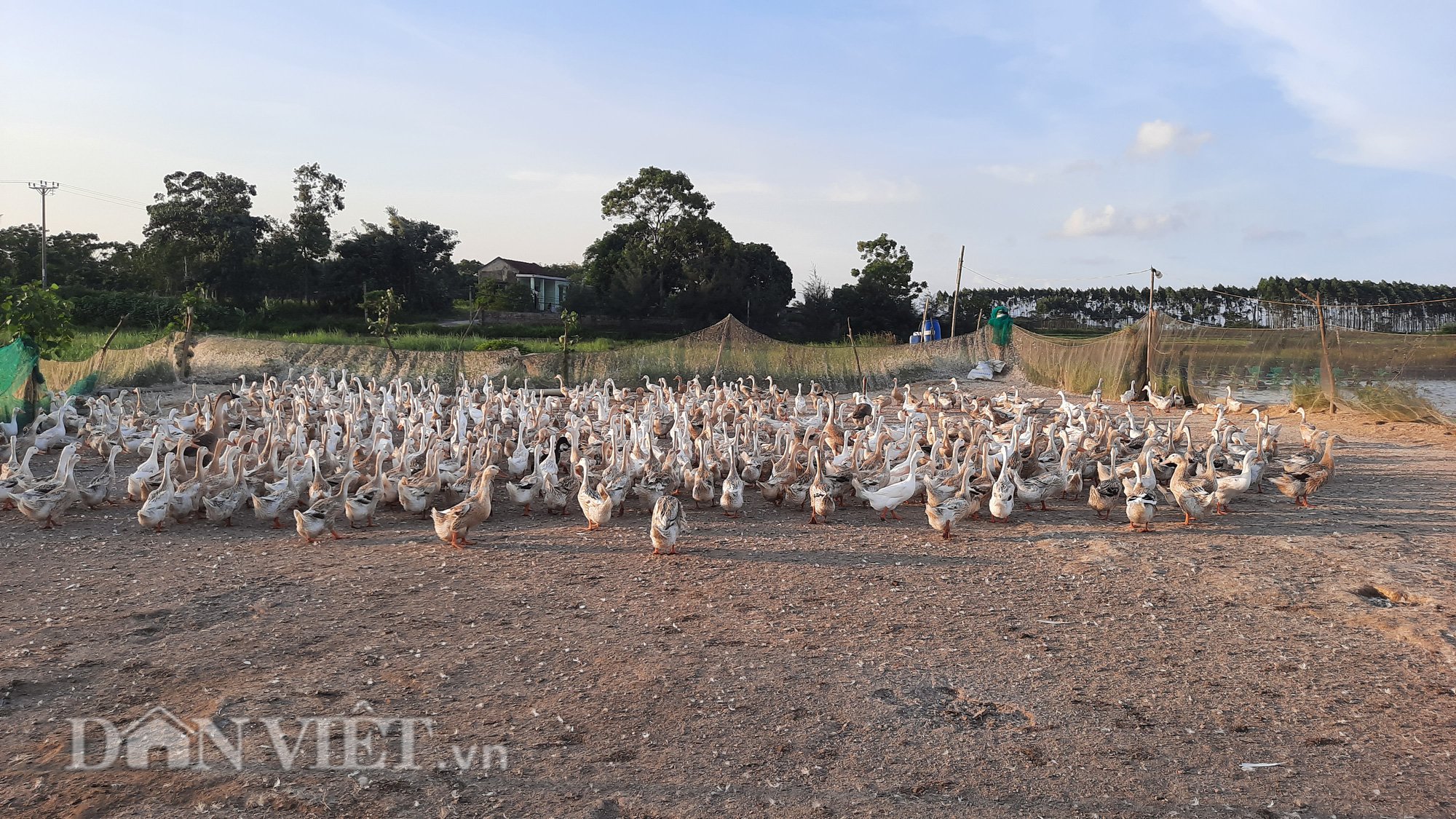 NUÔI VỊT, THẢ TÔM CHO THU NHẬP CAO, CÓ BAO NHIÊU THƯƠNG LÁI CŨNG MUA SẠCH - Ảnh 1.