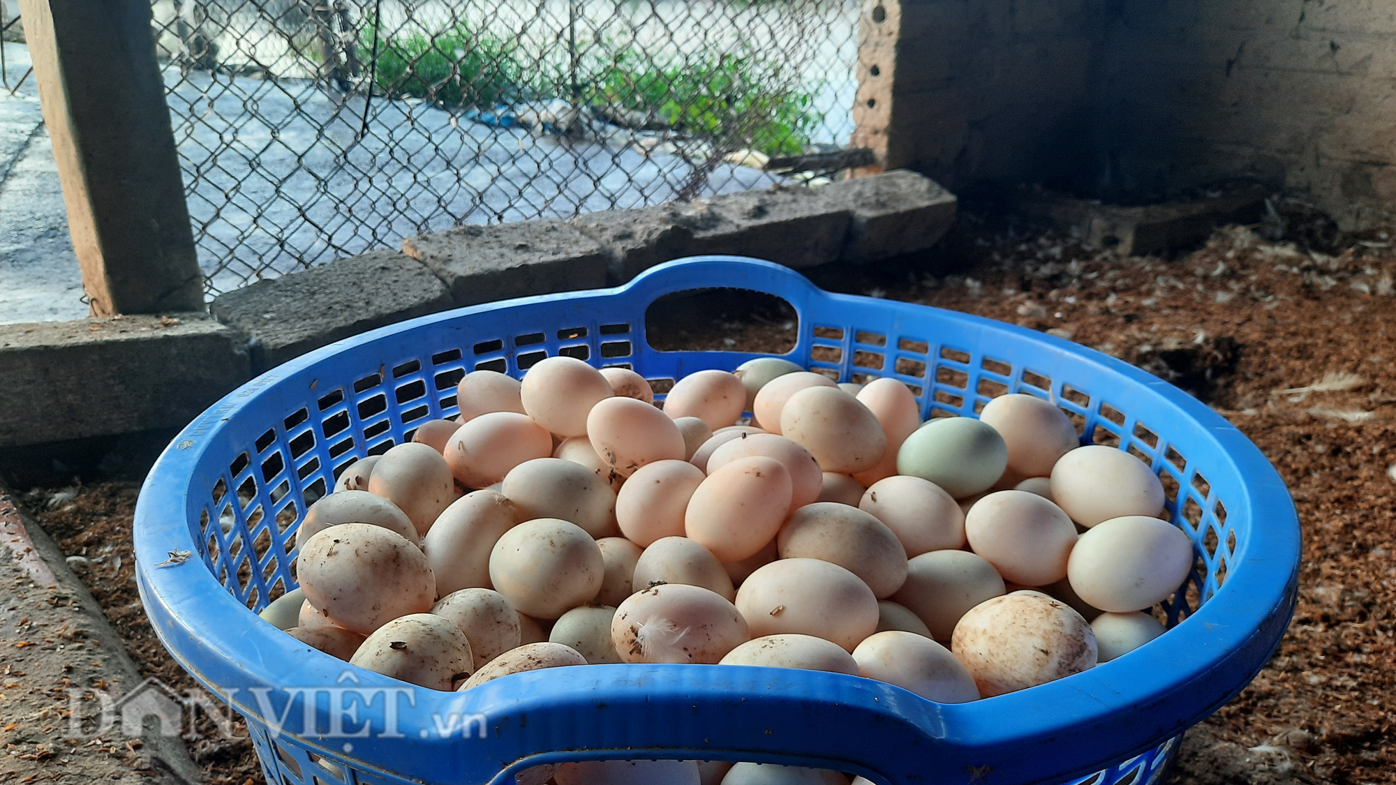 NUÔI VỊT, THẢ TÔM CHO THU NHẬP CAO, CÓ BAO NHIÊU THƯƠNG LÁI CŨNG MUA SẠCH - Ảnh 3.