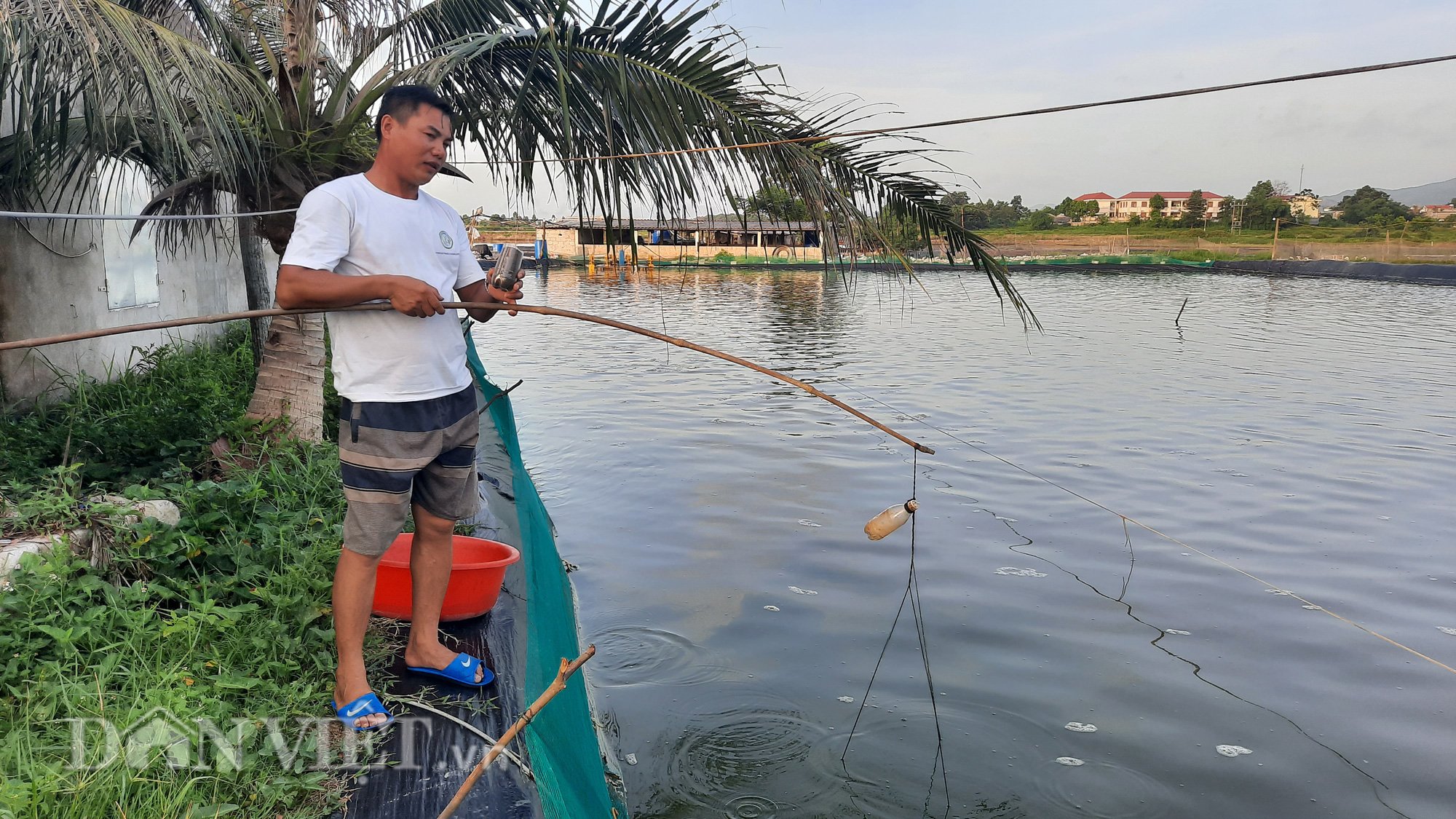 NUÔI VỊT, THẢ TÔM CHO THU NHẬP CAO, CÓ BAO NHIÊU THƯƠNG LÁI CŨNG MUA SẠCH - Ảnh 8.