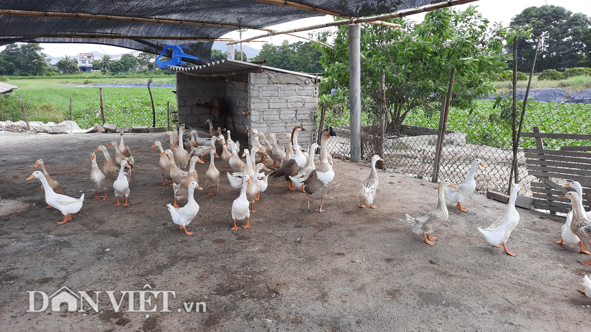 NUÔI VỊT, THẢ TÔM CHO THU NHẬP CAO, CÓ BAO NHIÊU THƯƠNG LÁI CŨNG MUA SẠCH - Ảnh 5.