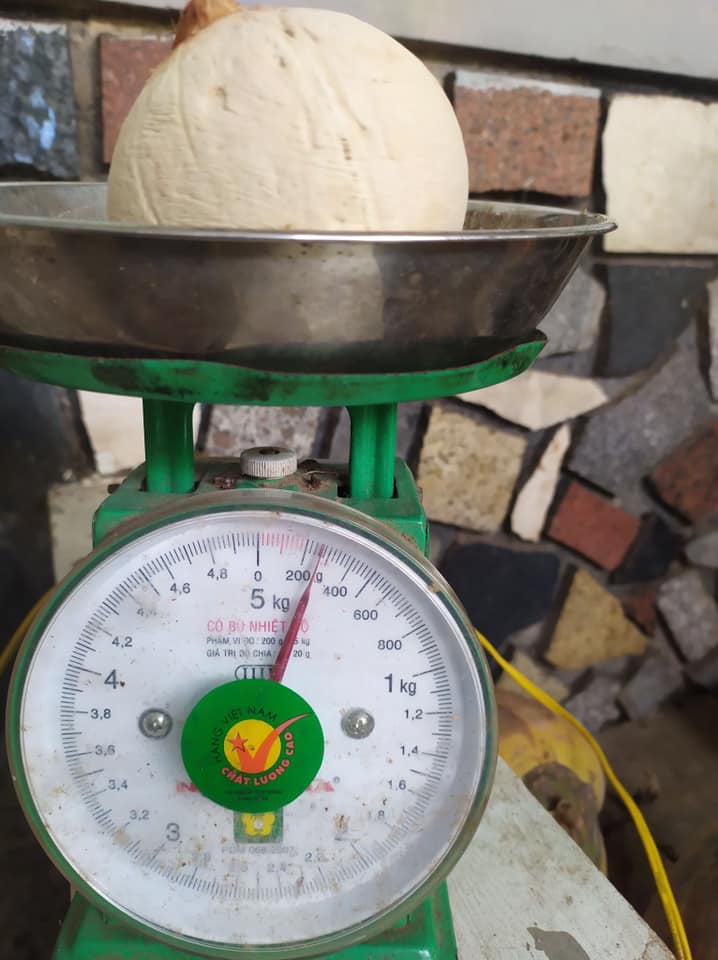Dừa xiêm "mini" gây sốt thị trường mạng - Ảnh 1. Dừa xiêm "mini" gây sốt thị trường mạng - Ảnh 1.