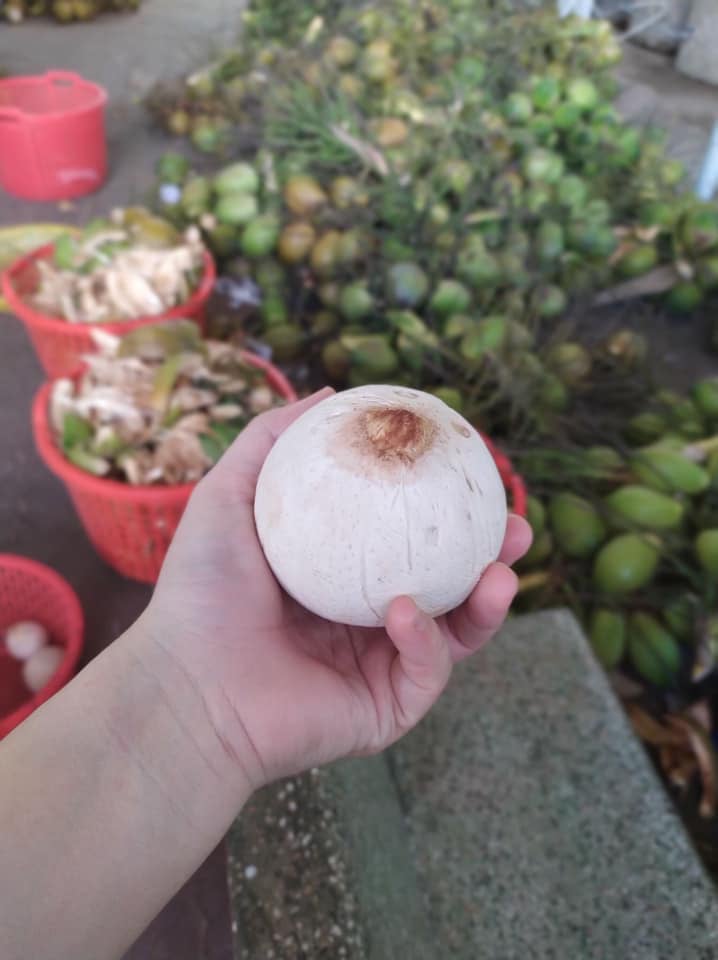 Dừa xiêm "mini" gây sốt thị trường mạng - Ảnh 2. Dừa xiêm "mini" gây sốt thị trường mạng - Ảnh 2.