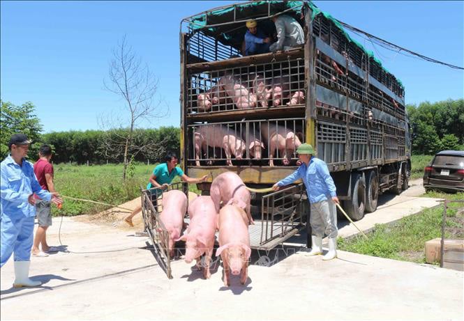 Nhập lợn sống - cơ hội cho lợn nội phát triển - Ảnh 1.