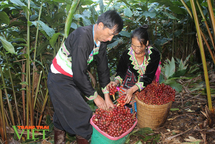 Bước tiến trong sản xuất nông nghiệp ở Phong Thổ - Ảnh 3. Bước tiến trong sản xuất nông nghiệp ở Phong Thổ - Ảnh 3.