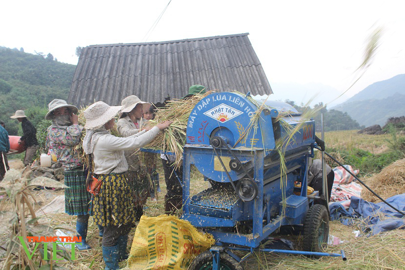 Bước tiến trong sản xuất nông nghiệp ở Phong Thổ - Ảnh 4. Bước tiến trong sản xuất nông nghiệp ở Phong Thổ - Ảnh 4.