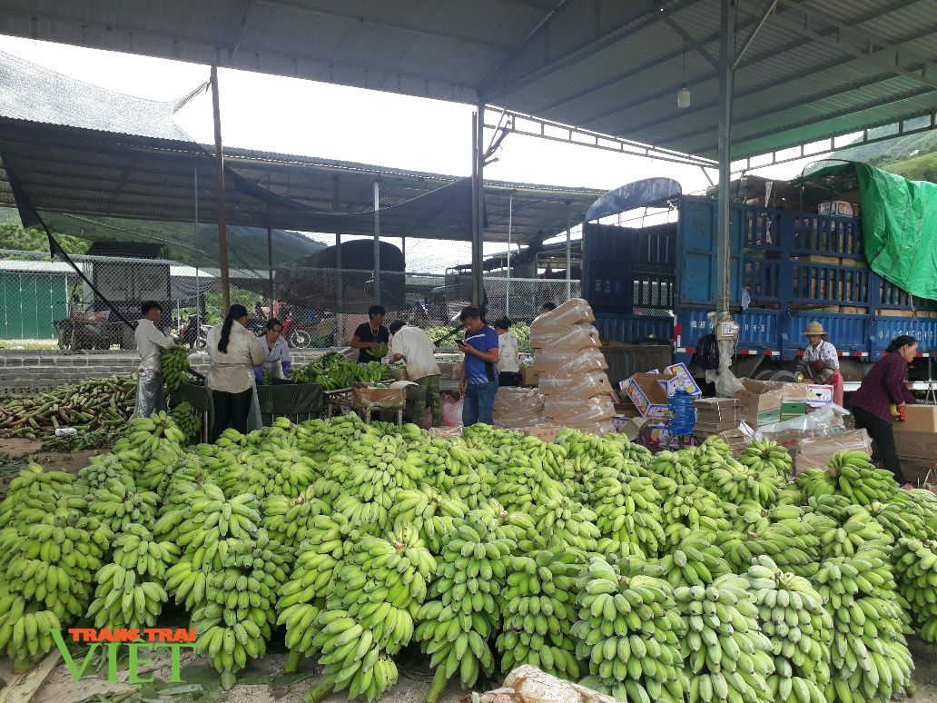 Bước tiến trong sản xuất nông nghiệp ở Phong Thổ - Ảnh 1. Bước tiến trong sản xuất nông nghiệp ở Phong Thổ - Ảnh 1.