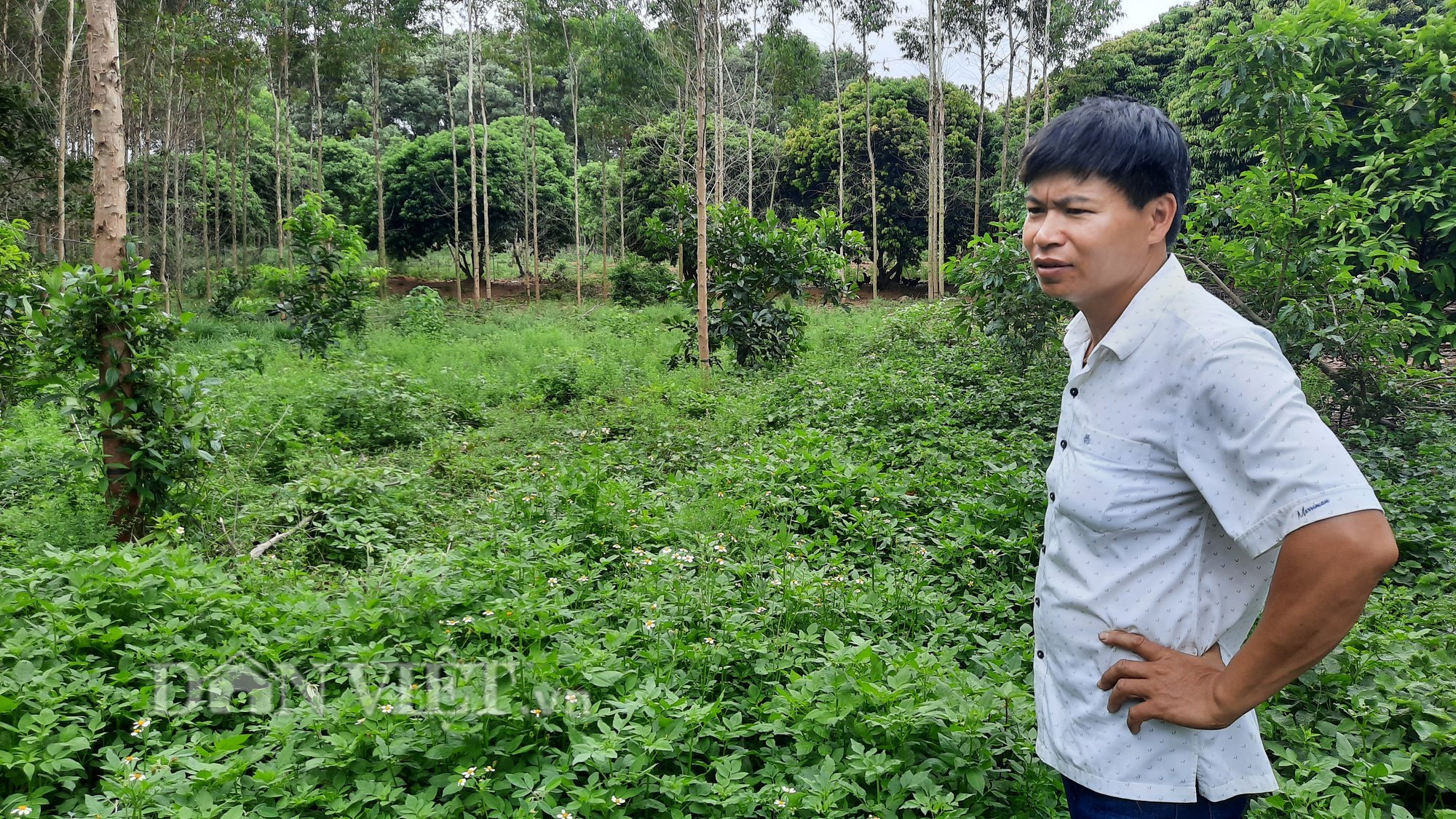 Nuôi giống gà lạ, cho ăn thảo mộc, thu hàng trăm triệu mỗi năm - Ảnh 6.
