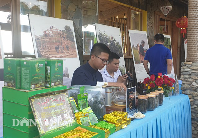 Tiệc trà shan tuyết cổ thụ đặc biệt trên đỉnh Suối Giàng - Ảnh 2.