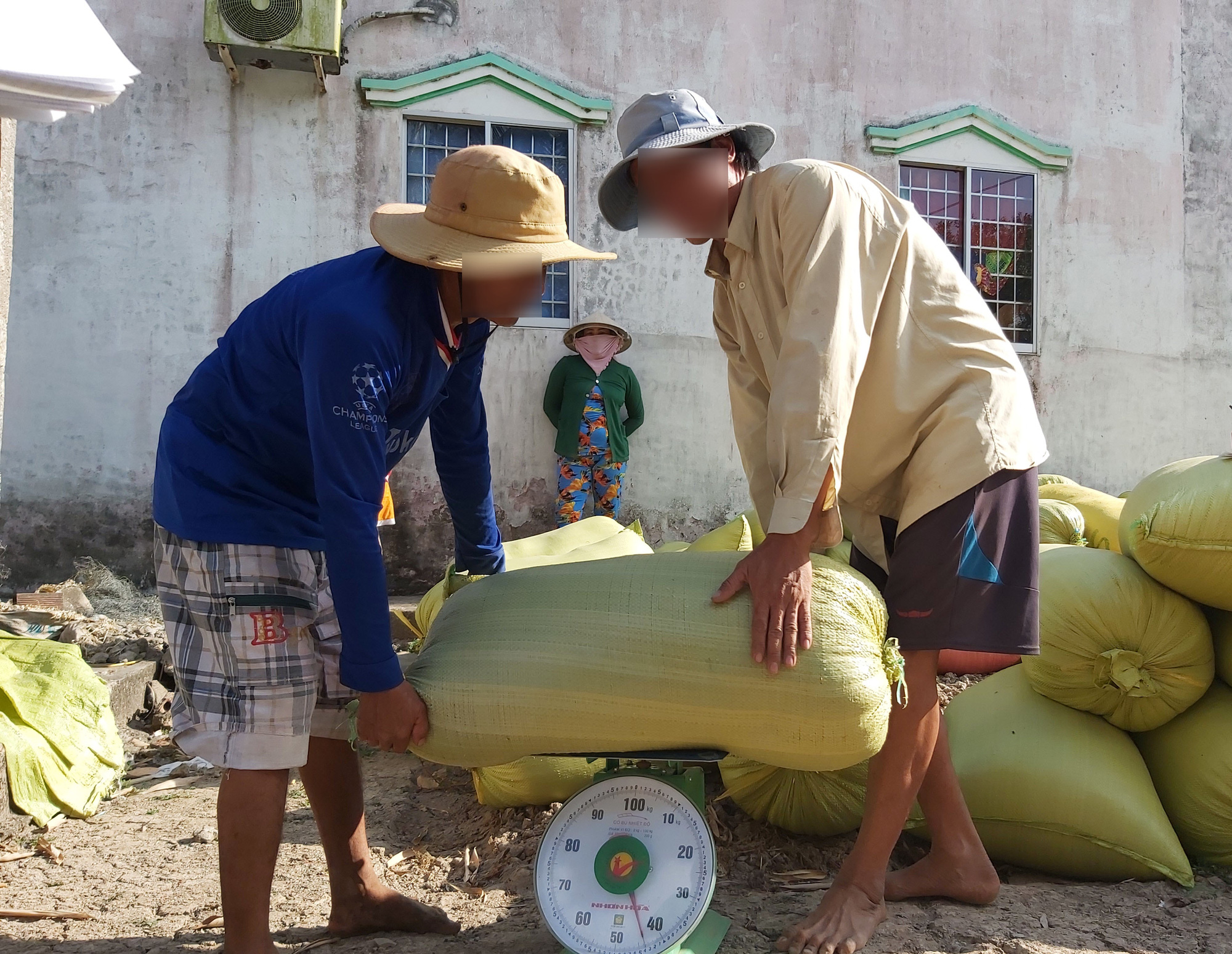 Cà Mau: Xác minh việc 3 thương lái nợ tiền mua lúa của dân hơn 1,3 tỷ đồng - Ảnh 1.