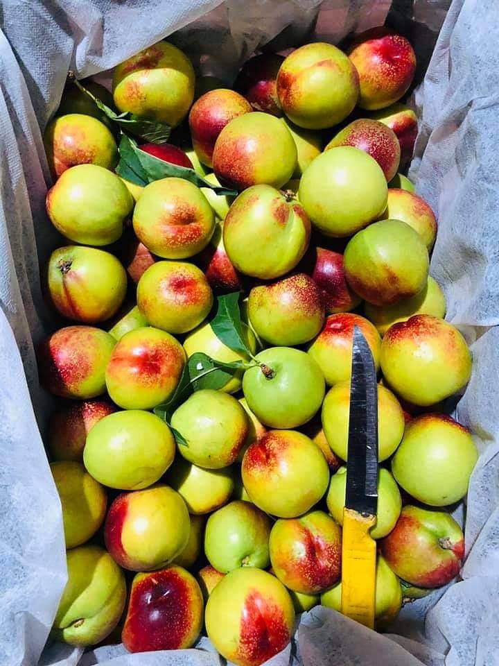Sự thật về đào Sa Pa có giá 15.000 đồng/kg? - Ảnh 2. Sự thật về đào Sa Pa có giá 15.000 đồng/kg? - Ảnh 2.