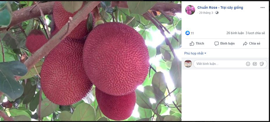 Giống mít đỏ "độc" hay phù phép đổi màu? - Ảnh 1. Giống mít đỏ "độc" hay phù phép đổi màu? - Ảnh 1.