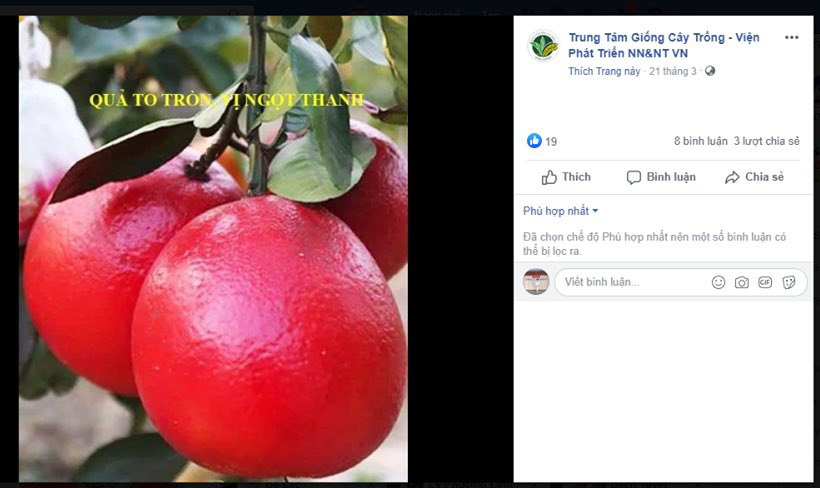 Giống mít đỏ "độc" hay phù phép đổi màu? - Ảnh 2. Giống mít đỏ "độc" hay phù phép đổi màu? - Ảnh 2.
