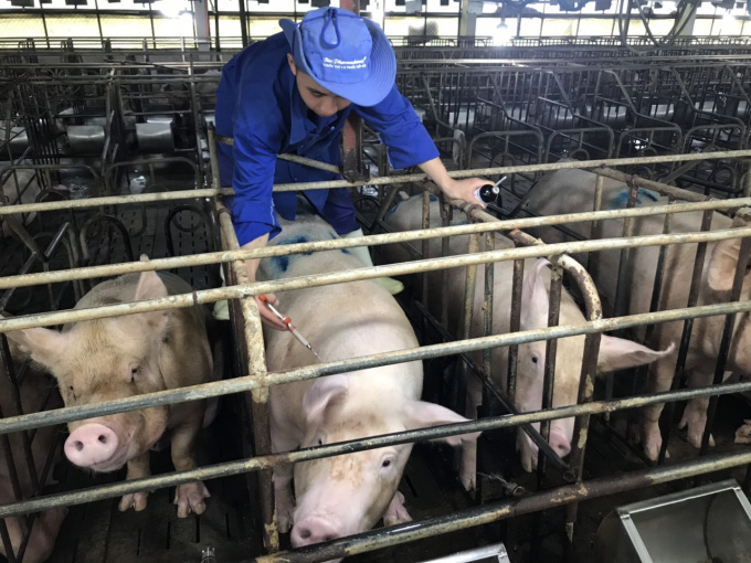 Giá heo hơi hôm nay 2/7: Thương lái trả 90.500 đồng/kg vẫn khó mua, miền Nam tăng ở 2 tỉnh - Ảnh 1.