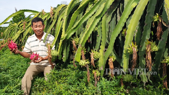 Thái Bình: Bắt thăng long bò ngang, u50 bỏ túi hàng trăm triệu/năm  - Ảnh 1.