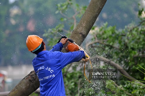 Bán nhà, trốn nợ vì đánh chuyển hơn 100 cây xanh dự án Nhổn - ga Hà Nội? - Ảnh 3.