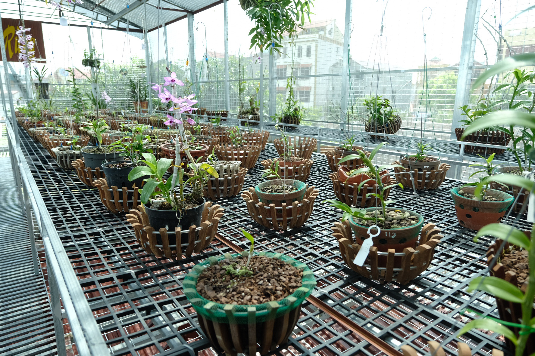 Ngắm vườn lan đột biến độc đáo giữa Thủ đô - Ảnh 1.