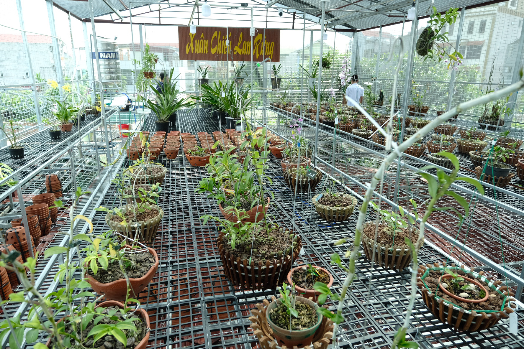 Ngắm vườn lan đột biến độc đáo giữa Thủ đô - Ảnh 9. Ngắm vườn lan đột biến độc đáo giữa Thủ đô - Ảnh 9.