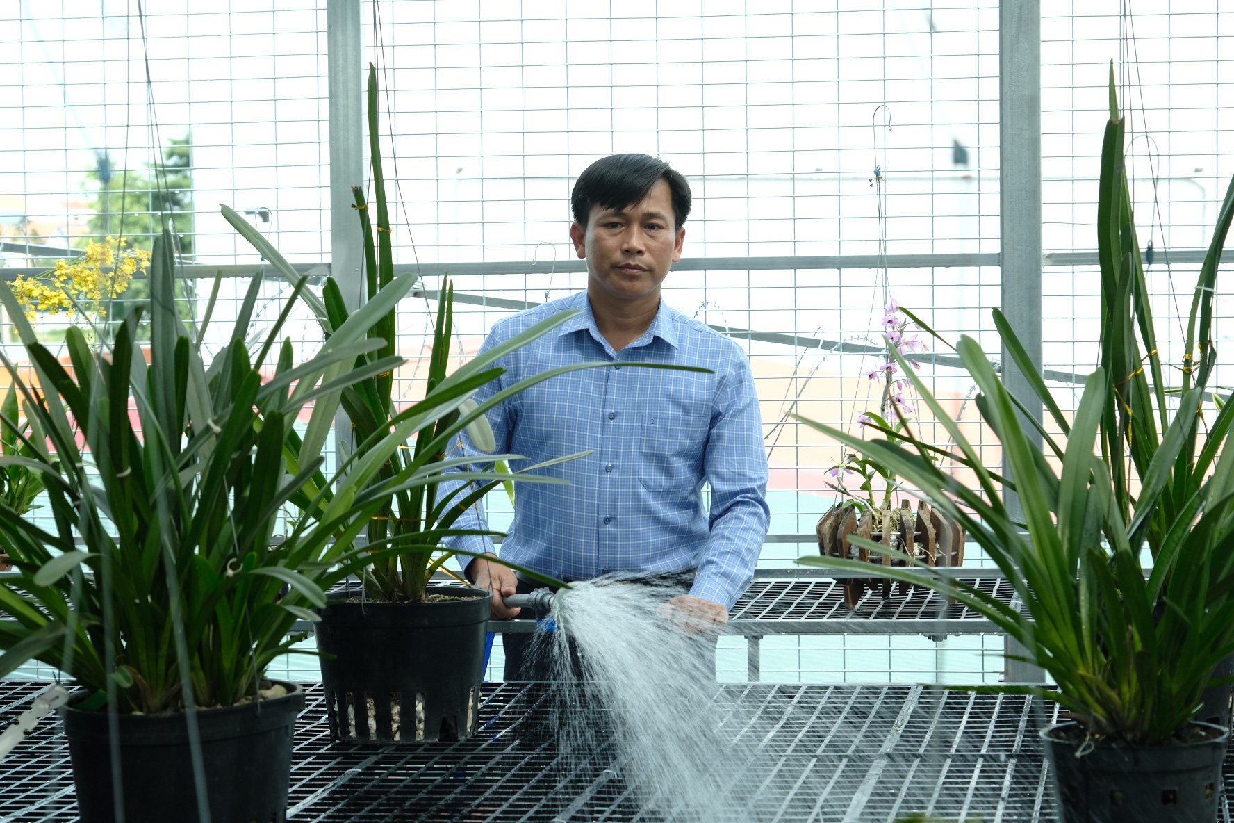 Ngắm vườn lan đột biến độc đáo giữa Thủ đô - Ảnh 2. Ngắm vườn lan đột biến độc đáo giữa Thủ đô - Ảnh 2.