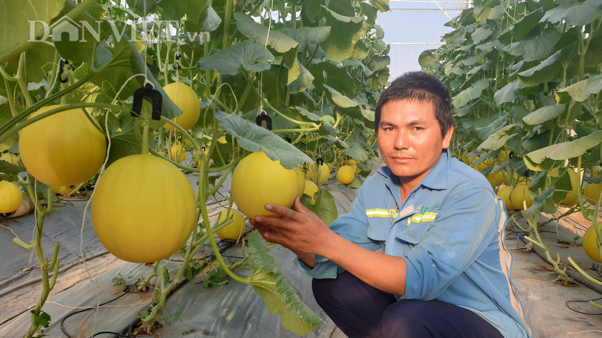 Thanh Hóa: Trồng dưa công nghệ cao, 8x lãi hàng trăm triệu đồng/vụ - Ảnh 1.