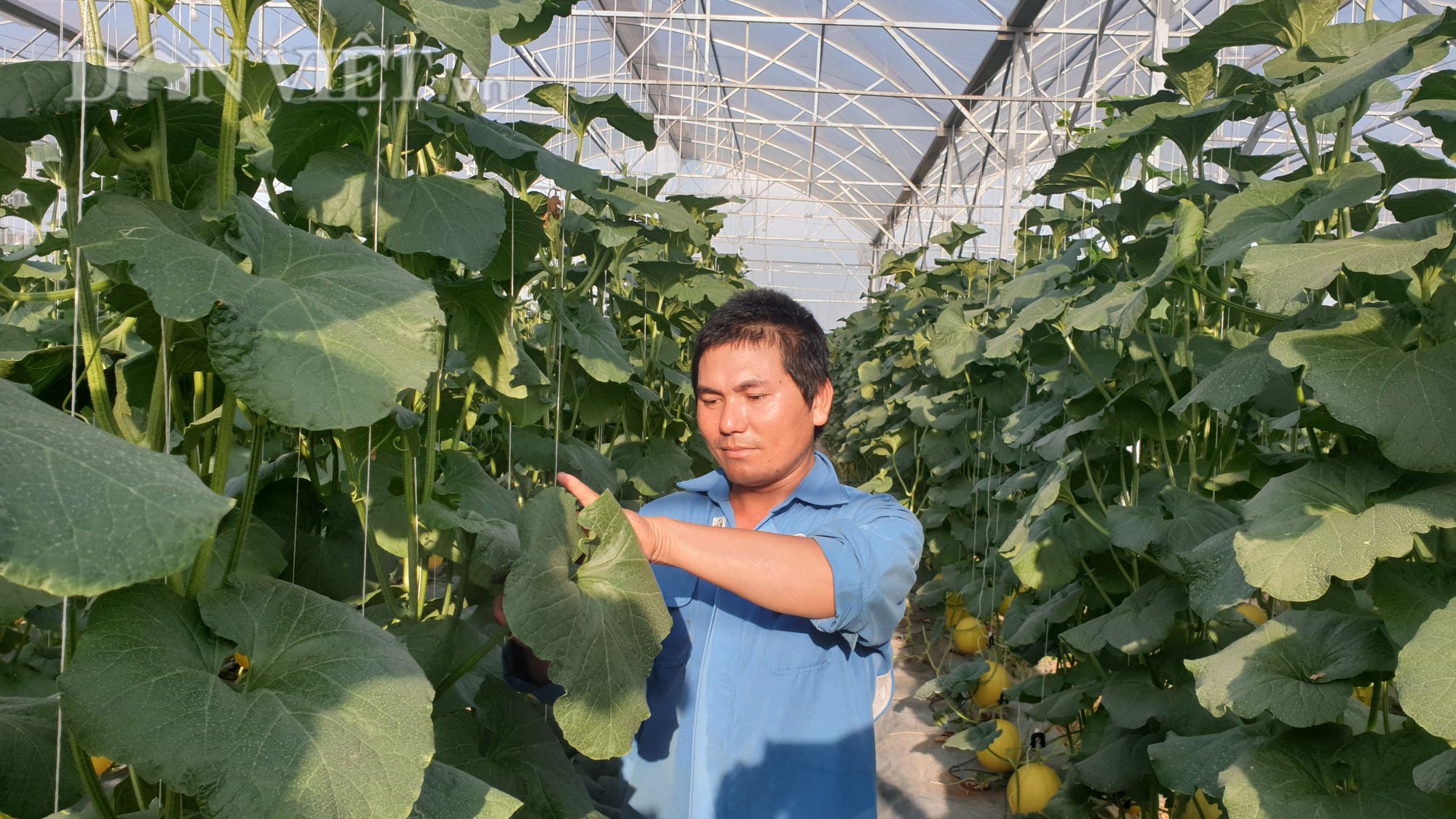 Thanh Hóa: Trồng dưa công nghệ cao, 8x lãi hàng trăm triệu đồng/vụ - Ảnh 3.