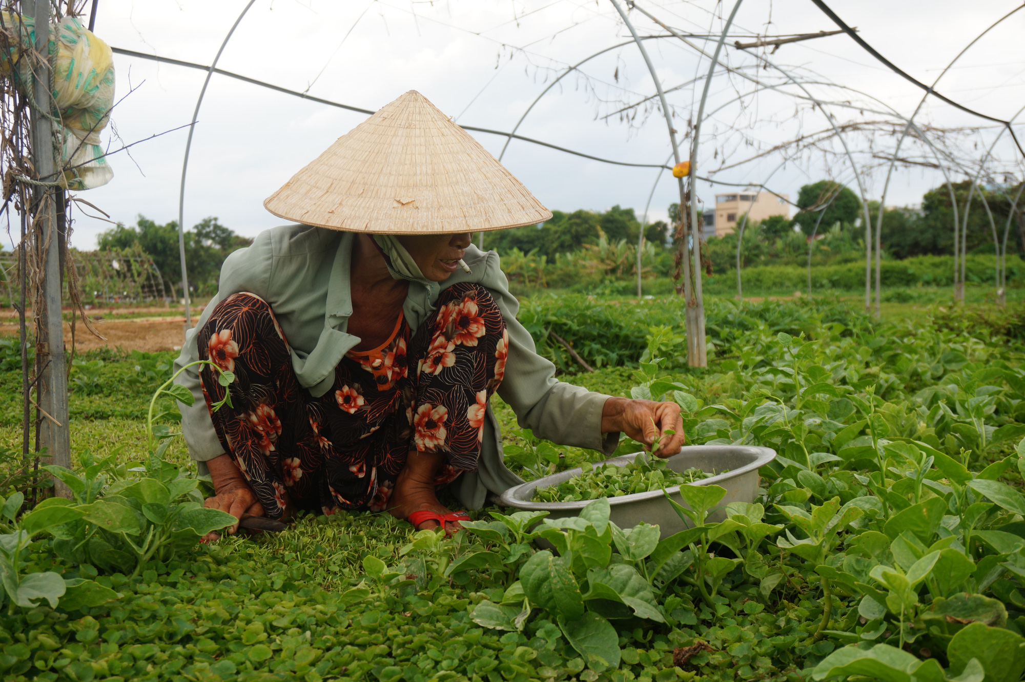 Đà Nẵng: Gía rau quả tăng cao, nông dân phấn khởi - Ảnh 5.